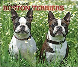 indir Boston Terriers – For the love of 2021 - 16-Monatskalender mit freier DogDays-App: Original BrownTrout-Kalender - Deluxe [Mehrsprachig] [Kalender] (Deluxe-Kalender)