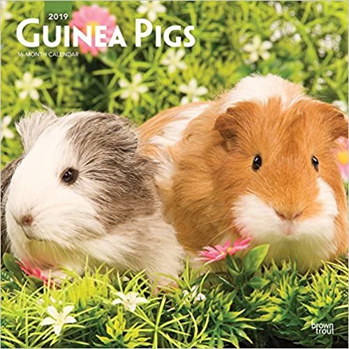 ダウンロード  Guinea Pigs 2019 Calendar 本