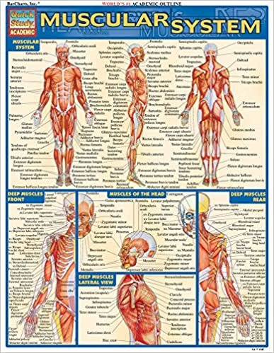 Muscular System Quick Study Reference Guide (Quick Study Academic)