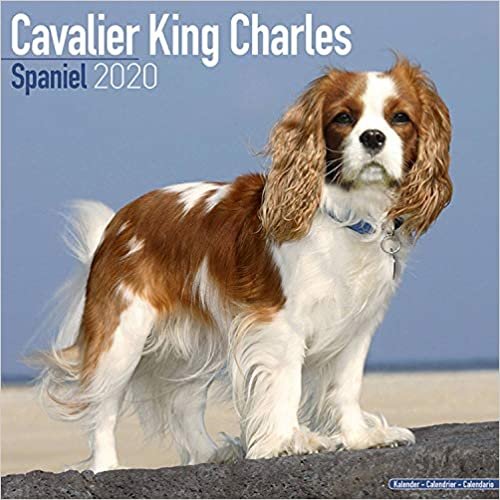 ダウンロード  Cavalier King Charles Spaniel Calendar 2020 本
