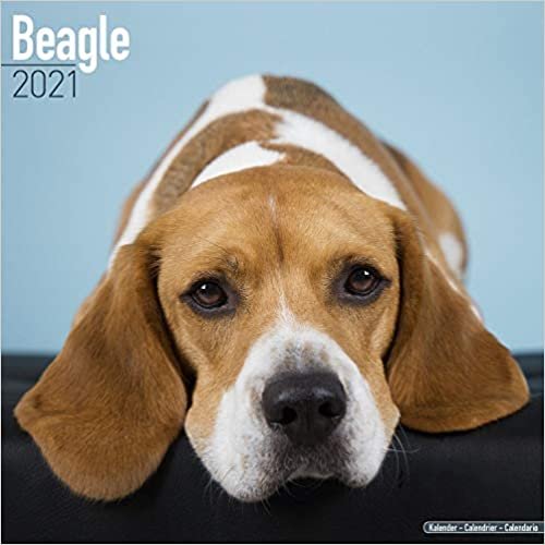 Beagle 2021 Wall Calendar (Square) ダウンロード