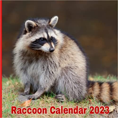 Raccoon Calendar 2023
