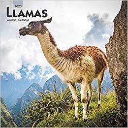 indir Llamas - Lamas 2021- 16-Monatskalender: Original BrownTrout-Kalender [Mehrsprachig] [Kalender] (Wall-Kalender)