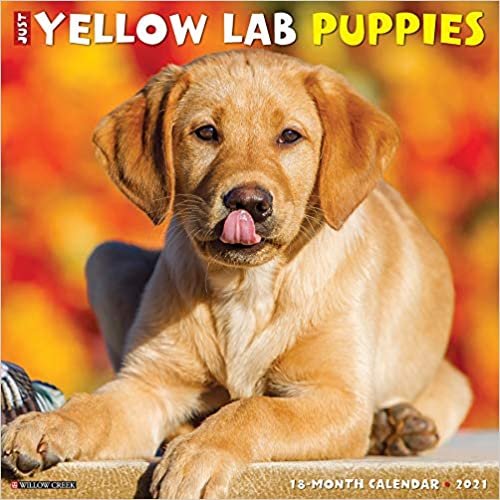 indir Just Yellow Lab Puppies 2021 Calendar