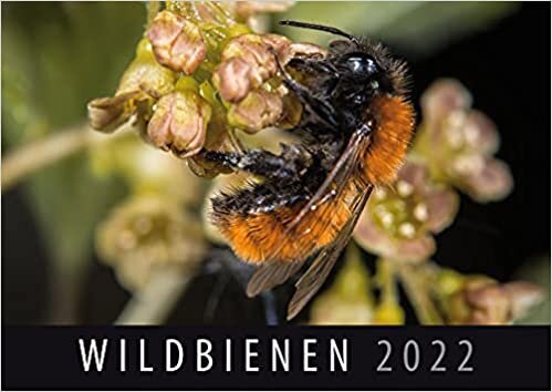 ダウンロード  Wildbienen 2022: Wandkalender 本