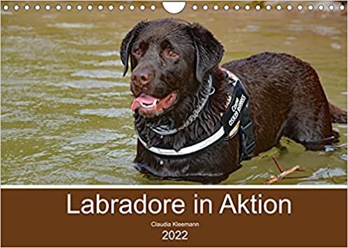 Labradore in Aktion (Wandkalender 2022 DIN A4 quer): Glueckliche Labrador Retriever beim Spiel beobachtet (Monatskalender, 14 Seiten )