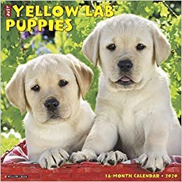 ダウンロード  Just Yellow Lab Puppies 2020 Calendar 本