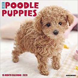 Just Poodle Puppies 2020 Calendar