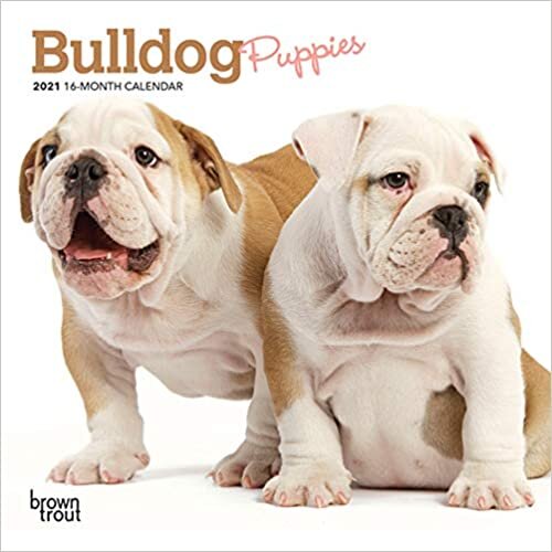 ダウンロード  Bulldog Puppies 2021 Calendar 本