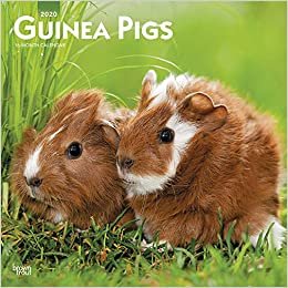 ダウンロード  Guinea Pigs 2020 Calendar 本