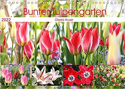 Bunter Tulpengarten (Wandkalender 2022 DIN A4 quer): Tulpen verspruehen ein Farbenfeuerwerk (Monatskalender, 14 Seiten ) ダウンロード