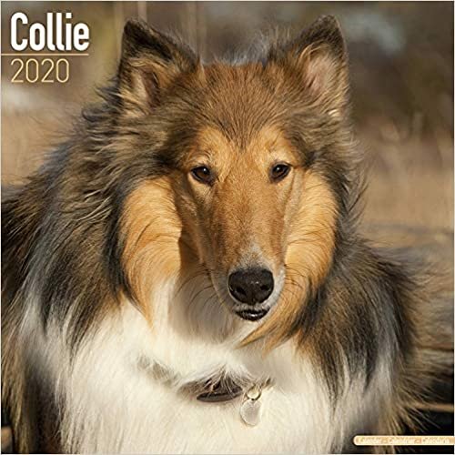 ダウンロード  Collie Calendar 2020 本