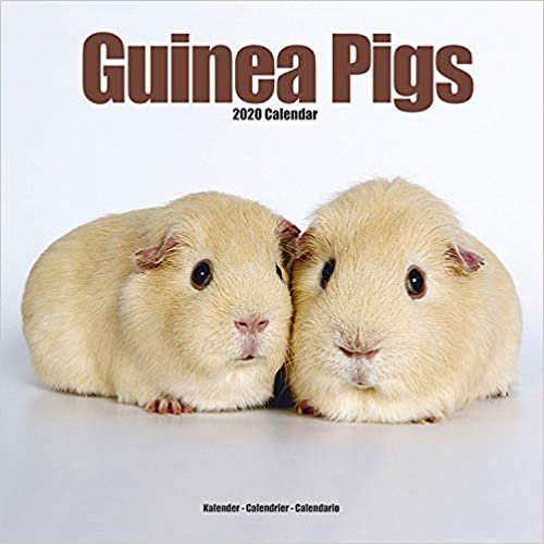 ダウンロード  Guinea Pigs Calendar 2020 本