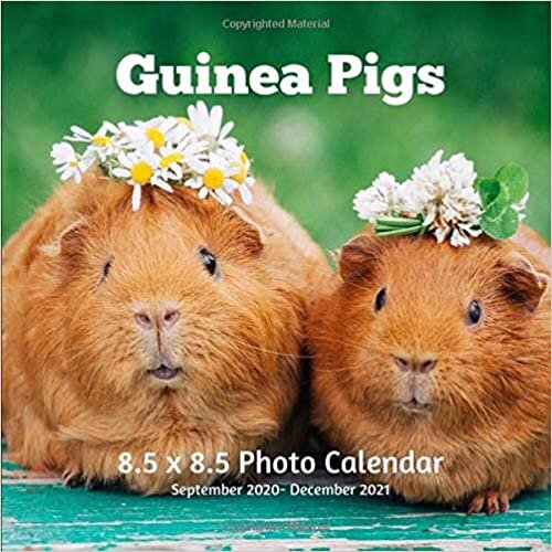 Guinea Pigs 8.5 X 8.5 Calendar September 2020 -December 2021: Monthly Calendar with U.S./UK/ Canadian/Christian/Jewish/Muslim Holidays- Rodent Pets indir