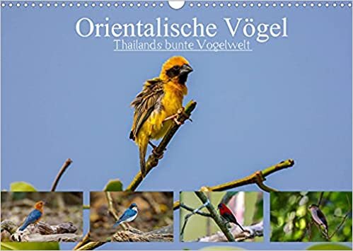 ダウンロード  Orientalische Voegel - Thailands bunte Vogelwelt (Wandkalender 2022 DIN A3 quer): Die erstaunlich farbenfrohe Vogelwelt in Thailand (Geburtstagskalender, 14 Seiten ) 本