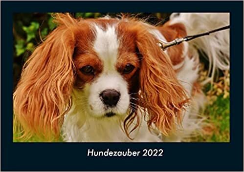 ダウンロード  Hundezauber 2022 Fotokalender DIN A4: Monatskalender mit Bild-Motiven von Haustieren, Bauernhof, wilden Tieren und Raubtieren 本