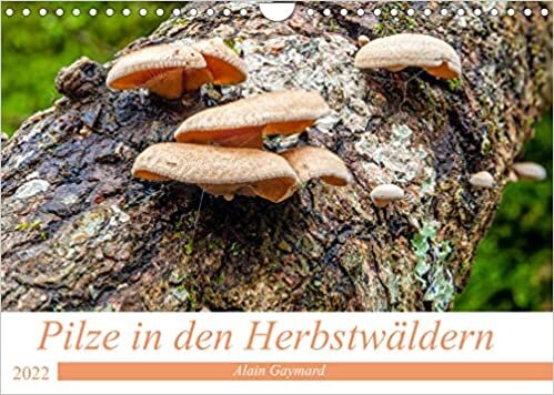 Pilze in den Herbstwaeldern (Wandkalender 2022 DIN A4 quer): Ein Ueberblick ueber die Pilze, die unsere Waelder fuellen (Monatskalender, 14 Seiten )