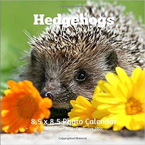 Hedgehogs 8.5 X 8.5 Calendar September 2020 -December 2021: Monthly Calendar with U.S./UK/ Canadian/Christian/Jewish/Muslim Holidays-Nature Animals Wildlife indir
