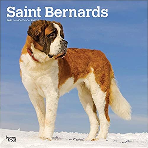 ダウンロード  Saint Bernards 2021 Calendar 本