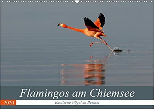 Flamingos am Chiemsee (Wandkalender 2020 DIN A2 quer): Exotische Vögel zu Besuch (Monatskalender, 14 Seiten ) indir