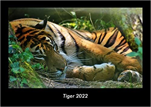 Tiger 2022 Fotokalender DIN A3: Monatskalender mit Bild-Motiven von Haustieren, Bauernhof, wilden Tieren und Raubtieren