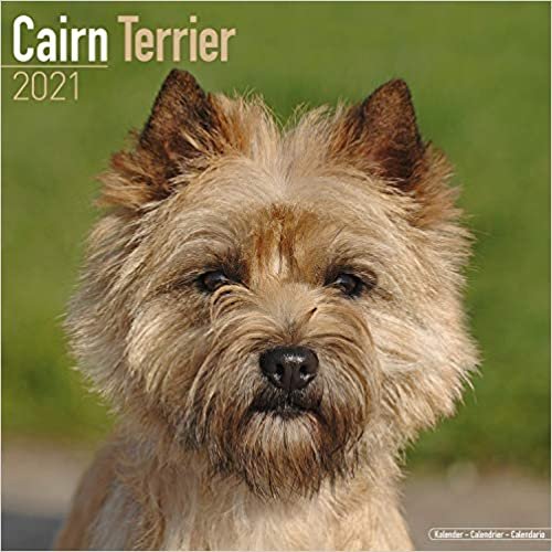 ダウンロード  Cairn Terrier 2021 Wall Calendar (Square) 本