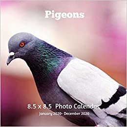 Pigeons 8.5 X  8.5 Calendar January 2020 -December 2020: Monthly Calendar with U.S./UK/ Canadian/Christian/Jewish/Muslim Holidays-City Bird Animal Nature indir