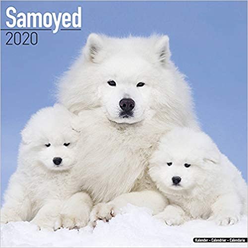 Samoyed Calendar 2020