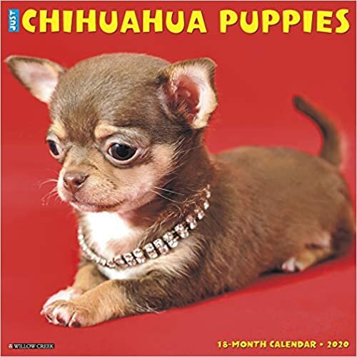 Just Chihuahua Puppies 2020 Calendar