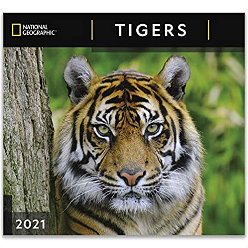 National Geographic Tigers 2021 Wall Calendar indir