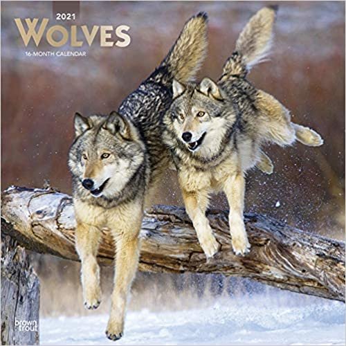 Wolves - Wölfe 2021 - 16-Monatskalender: Original BrownTrout-Kalender [Mehrsprachig] [Kalender] (Wall-Kalender) indir