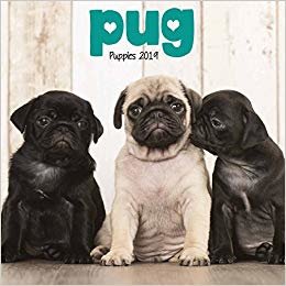 indir Pug Puppies M 2019