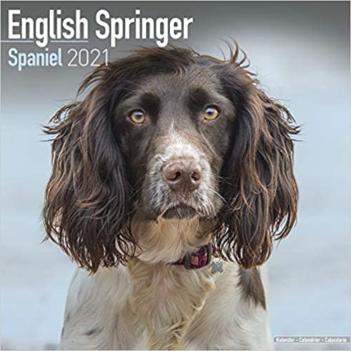 ダウンロード  English Springer Spaniel 2021 Wall Calendar 本