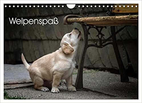 Welpenspass (Wandkalender 2023 DIN A4 quer): Niedliche, agile Labrador Welpen tollen durch das Jahr! (Monatskalender, 14 Seiten ) ダウンロード