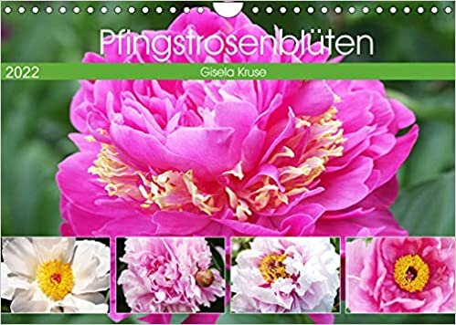 Pfingstrosenblueten (Wandkalender 2022 DIN A4 quer): Die Rosen des Fruehlings wunderschoen portraetiert (Monatskalender, 14 Seiten )
