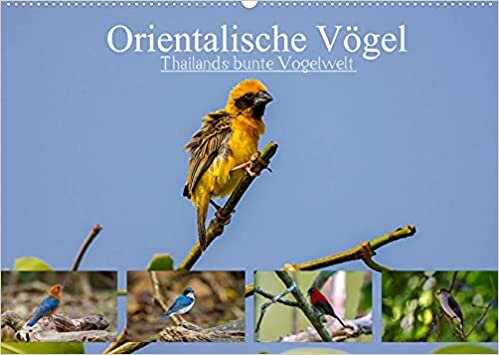 ダウンロード  Orientalische Voegel - Thailands bunte Vogelwelt (Wandkalender 2022 DIN A2 quer): Die erstaunlich farbenfrohe Vogelwelt in Thailand (Geburtstagskalender, 14 Seiten ) 本