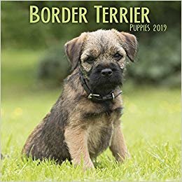 indir Border Terrier Puppies M 2019