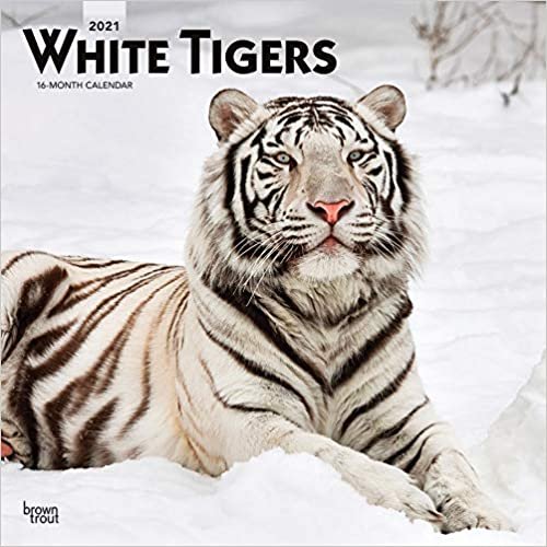 White Tigers - Weiße Tiger 2021 - 16-Monatskalender: Original BrownTrout-Kalender [Mehrsprachig] [Kalender] (Wall-Kalender) indir