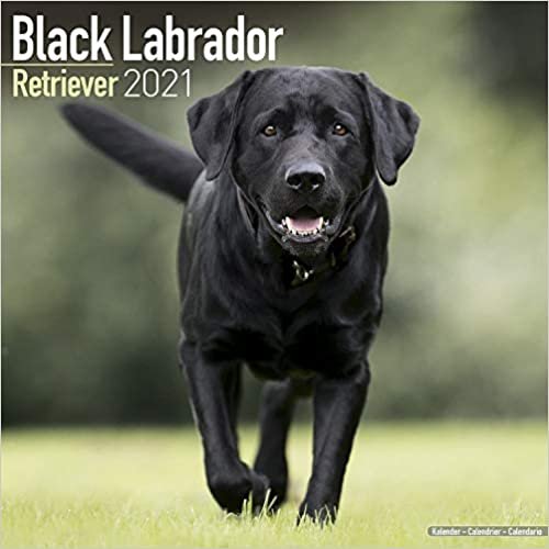 Black Labrador Retriever 2021 Wall Calendar