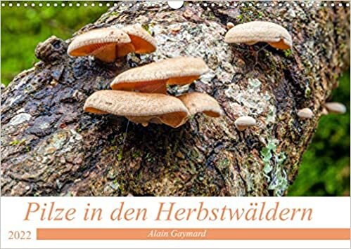 Pilze in den Herbstwaeldern (Wandkalender 2022 DIN A3 quer): Ein Ueberblick ueber die Pilze, die unsere Waelder fuellen (Monatskalender, 14 Seiten )