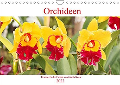 ダウンロード  Orchideen Feuerwerk der Farben (Wandkalender 2022 DIN A4 quer): Faszinierende Blumen mit immenser Vielfalt (Monatskalender, 14 Seiten ) 本