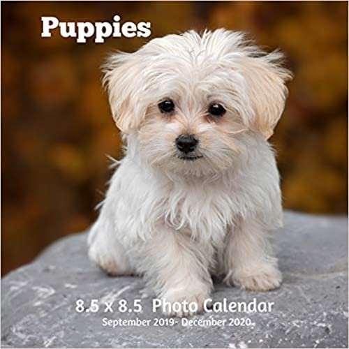 indir Puppies 8.5 X 8.5 Calendar September 2019 -December 2020: Monthly Calendar with U.S./UK/ Canadian/Christian/Jewish/Muslim Holidays-Cute Dogs Pets