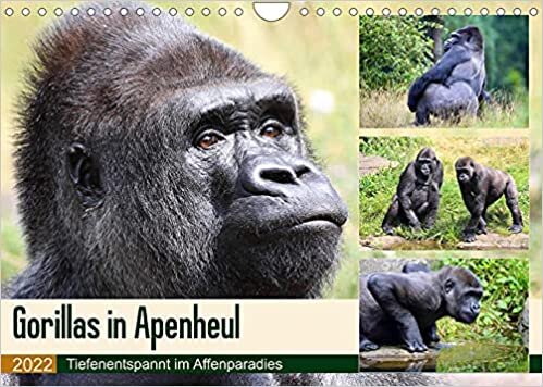 ダウンロード  Flachlandgorillas in Apenheul (Wandkalender 2022 DIN A4 quer): Gorilla-Siesta im Affenparadies (Monatskalender, 14 Seiten ) 本