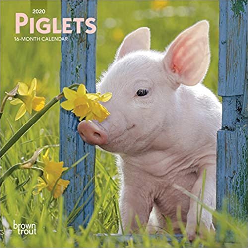 indir Piglets 2020 Mini Wall Calendar