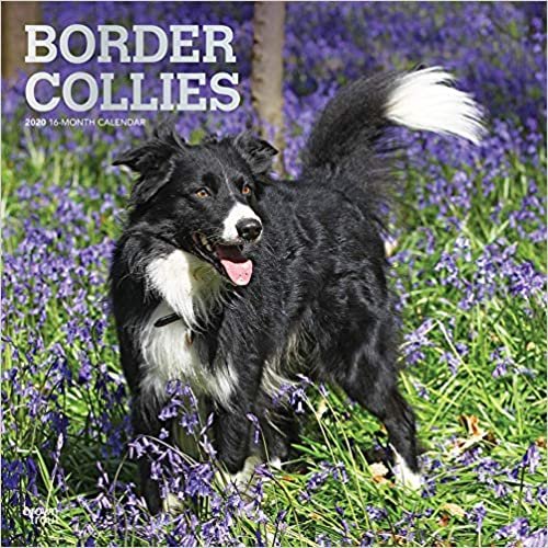 ダウンロード  Border Collies 2020 Calendar: Foil Stamped Cover 本