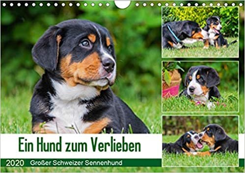 Ein Hund zum Verlieben - Großer Schweizer Sennenhund (Wandkalender 2020 DIN A4 quer): Die größte der Schweizer Sennenhunderassen - der Große Schweizer ... (Monatskalender, 14 Seiten ) (CALVENDO Tiere) indir