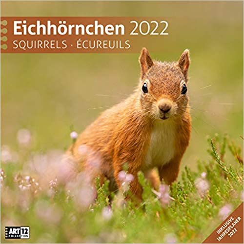 ダウンロード  Eichhoernchen 2022 Broschuerenkalender 本