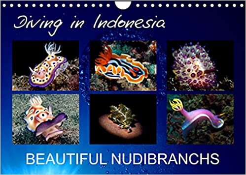 Diving in Indonesia - BEAUTIFUL NUDIBRANCHS (Wall Calendar 2023 DIN A4 Landscape): Beautiful nudibranchs from my dives in Indonesia (Monthly calendar, 14 pages ) ダウンロード
