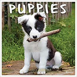 Puppies 2020 Calendar