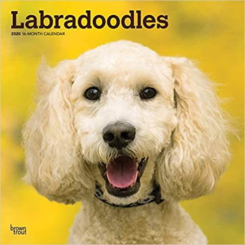 ダウンロード  Labradoodles 2020 Calendar 本